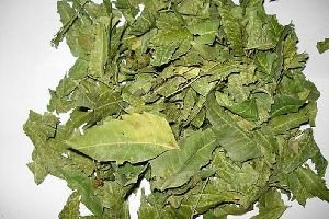 Dried Neem Leaves