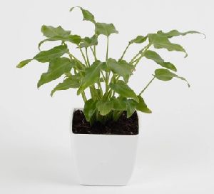 Fern & Petals Xanadu Philodendron Plant: Evergreen Plant