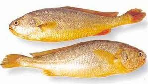 yellow croaker fish