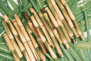 sugarcane