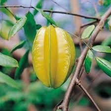 Jamaican Star Fruit