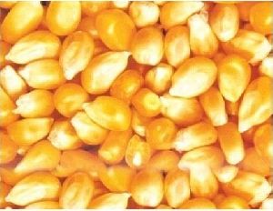 Pure Maize Seeds
