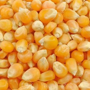 yellow maize seeds