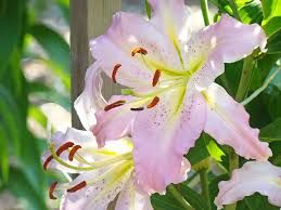 Fresh Alstroemeria Cut Flowers