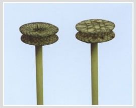 VSD Occlusion Device VSD Occlusion Device