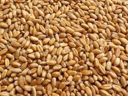 Brown Wheat Seeds