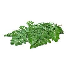 Green Moringa Leaves