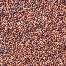 Dry Ragi Seeds