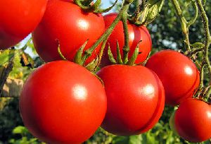 Organic Fresh Tomato, For Cooking, Color : Red