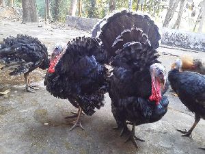 Download Turkey Bird - turkey birds Suppliers, Turkey Bird Selling ...