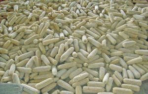 Non GMO White Corn Seeds