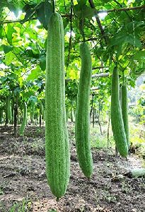 F1 Sponge Gourd white seeded