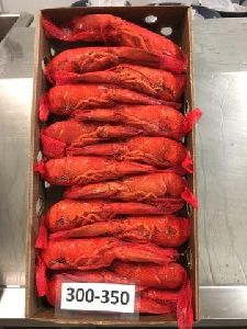canadian lobster