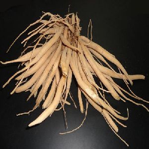 Asparagus Racemosus Roots