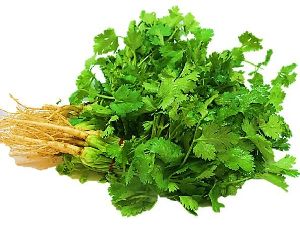 coriander leaves