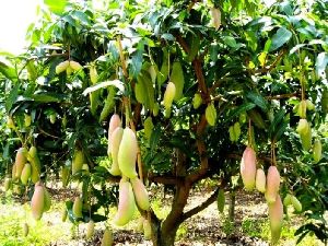 mango plants