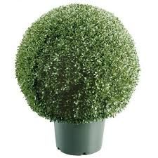Artificial Green Plant With Algae Wood Pot