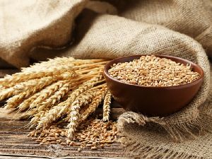 Food Grains & Cereals