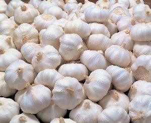 fresh garlic