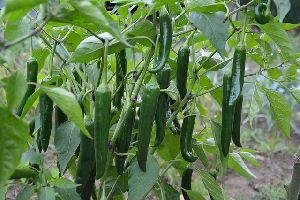 Fresh Green Chili