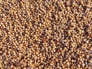 Organic Jowar Seeds, For Food, Feature : Easy To Digest, High In Protein