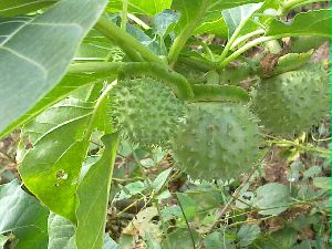 Datura Inoxia Leaf