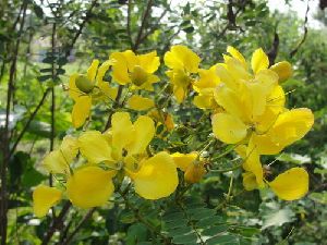 Senna Auriculata Flower