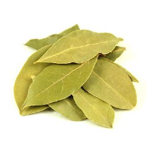 bay leaf