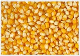 yellow maize