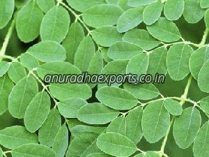 Herbal Moringa Leaves