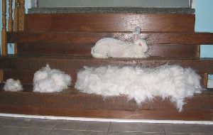 German Angora Rabbit Wool