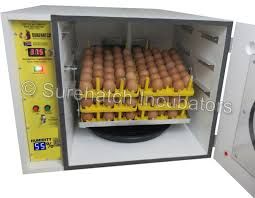 Egg Incubator