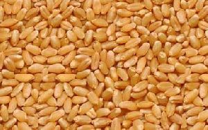 GW 322 Wheat Seeds