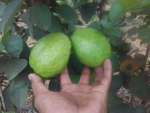 Fresh Thai Guava