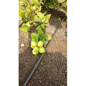 Seedless Lemon Plant