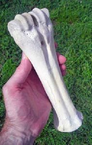 ox bone