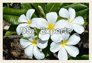 Frangipani White Flower