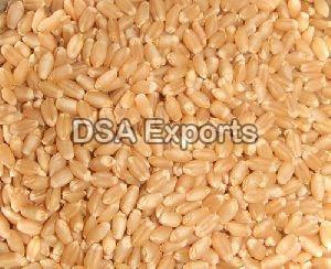 Wheat Seeds