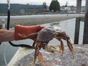 Dungeness Crab