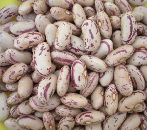 Kidney beans long shape