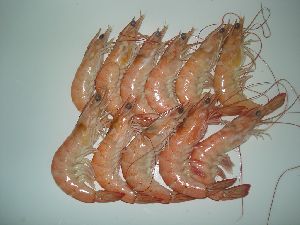 VANAMEI SHRIMP