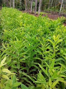 White sandal plants