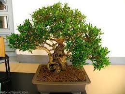 bonsai plants