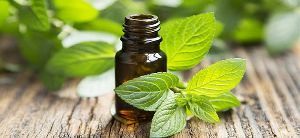 Mentha Arvensis Oil