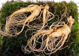Ginseng Root