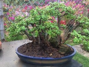 bonsai trees