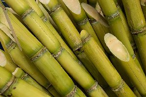 sugarcane