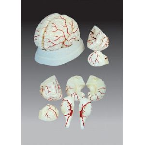 Human Brain with Arteries Model