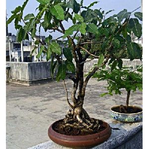 Paycas Bonsai Plant