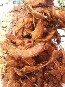 Natural Fresh Tamarind, For Good Health, Non Harmful, Nutritious, Packaging Size : 10kg, 1kg, 25kg